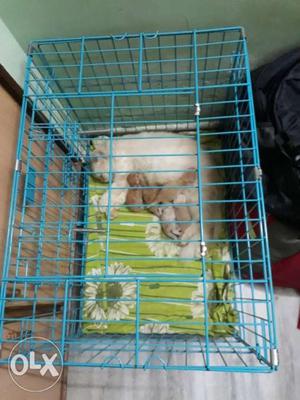 Very healthy and active persian cats..very cheep price
