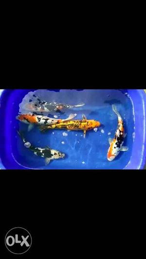 We have Different types of Japanese koi fish