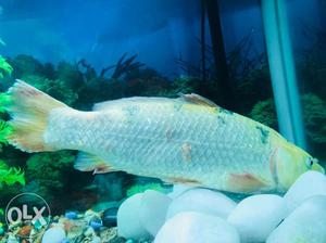 White And Beige Fish