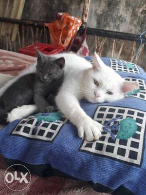 White Cat And Gray Kitten