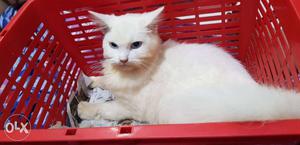 White Cat with blue eyes 5 mnths old female urgent selling
