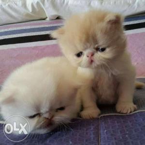 White Persian Cat With Orange Kitten