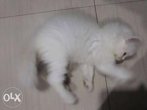 White Persian Kitten