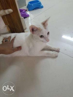 White female Cat In Hyderabad