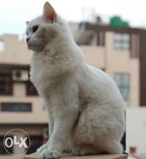 White male persian for mating...
