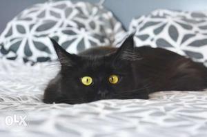 Z black long for quality Persian kitten for sale