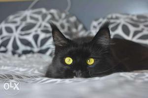 Zed black Persian kitten for sale triple coat for