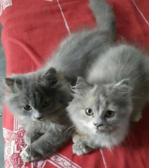 A pair of persian cat available female is pregnant