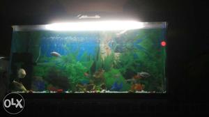 All 16 fishes healthy for sale All different Type