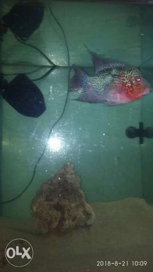 Female SRD Flowerhorn for Sales...4 inches in