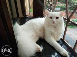 For sale Persian cat nine months. Also ready to breed,