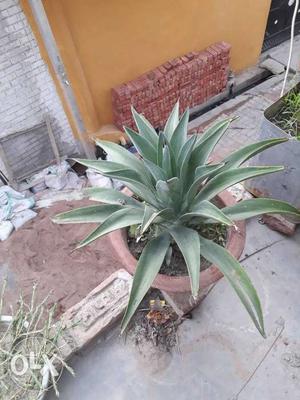 Green Linear Leafed Plant