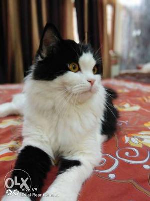 I want to sell my black and white Persian cat male