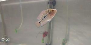 Importanted srd Flowerhorn 1 inch baby.Full red colour with
