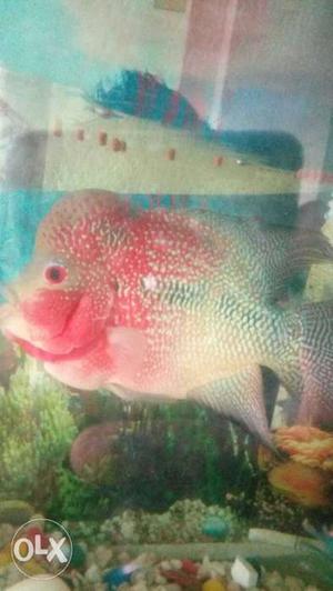 Imported flowerhorn 10" size good quality