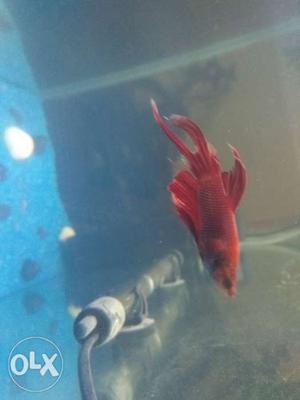 It is a red and purple coloured betta it is at