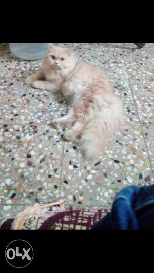 Orginal persian breed male intrested people call