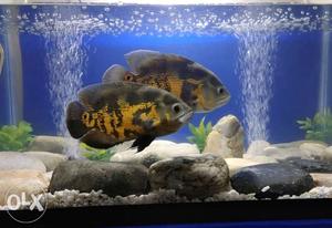 Oscar fishes pair-8" Size
