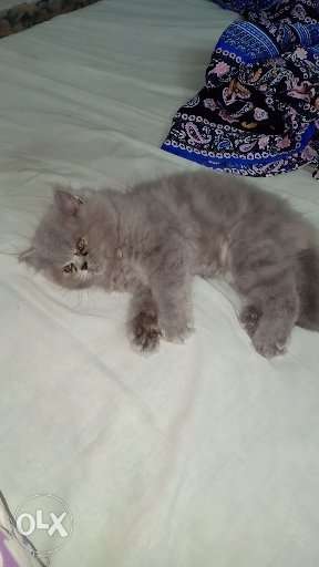 Persian cat kitten punch face..