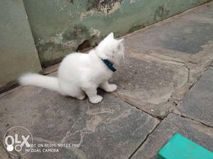 Persian cat male&female 4months