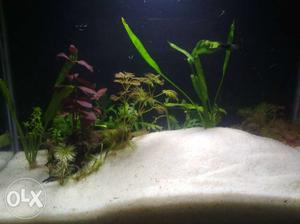 Planted aquarium tank for sale