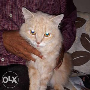 1 year old doll face persian cat very active