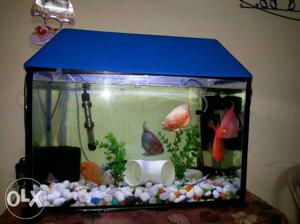 2 feet 6 mm aquarium with 2 plants and 5 kg with blue cap