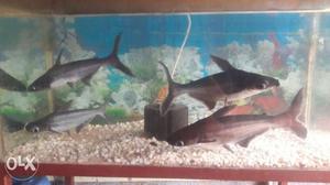 3 big shark fish