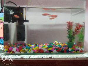 3 fishes with fish tank, colorful pebbles and