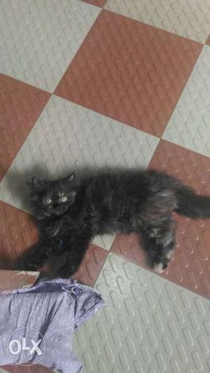3 month old perian female kitten,available,given