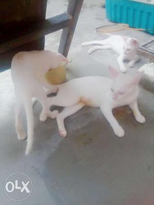 3 white colour small cats