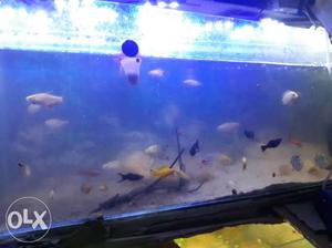 3ft aquarium with pump and filter and fish. all