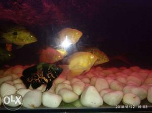 3inch oscar, 3 golden severum and 3inch gaint red eye