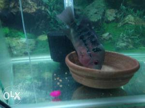 4" Flower Horn Fish for sell at 300Rs