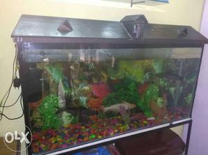 4 feet aquarium with full accesories including