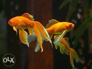 5 giant Gold Fishes.4 golden colour and 1 white