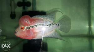 6 months old big head 8" Red Dragon flowerhorn