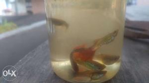 A pair of guppies 1 female and 1 male (Sariwal) for