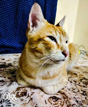 Abyssinian Indian cat (Male). He is 5 months old