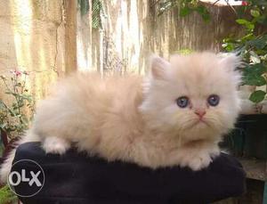 Adorable Show quality semi punch persian kittens