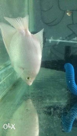 Albino Giant gourami fish for urgent sale