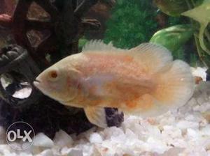 Albino oscar available... red eyes (4 to 5 cm)