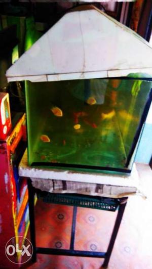 Aquarium 3 foot, with 10 fish Urgent sell