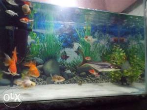 Aquarium and filter, heater