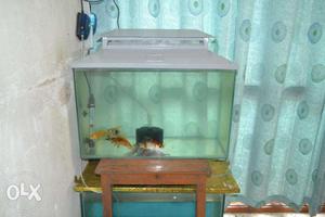 Aquraium fish tank oly