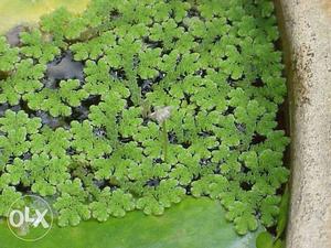 Azolla Samples for Sale