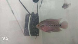 Baby Flowerhorn fish (SRD) for sale.If you