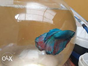 Betta (dragon Fighter) 300rs