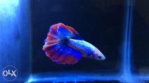 Bettas available Hello everyone new Stock update