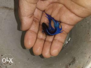 Black And Blue Siamese Fish